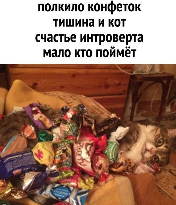 ПОЛКИЛО конфеток тишина и кот счастье интроверта мало кто поймёт