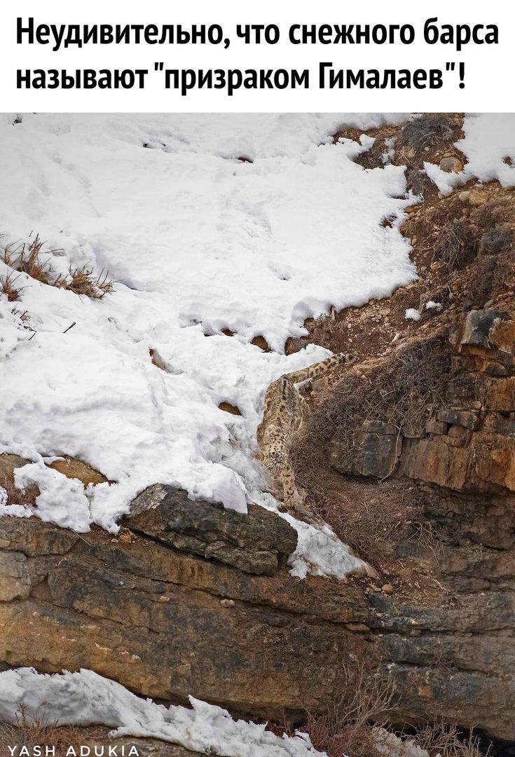 Неудивительно, что снежного барса называют 