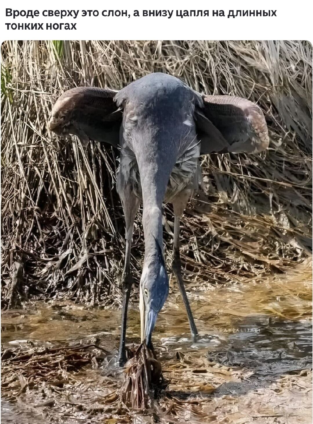 Вроде бы сверху это слон, а снизу цепля на длинных тонких ногах