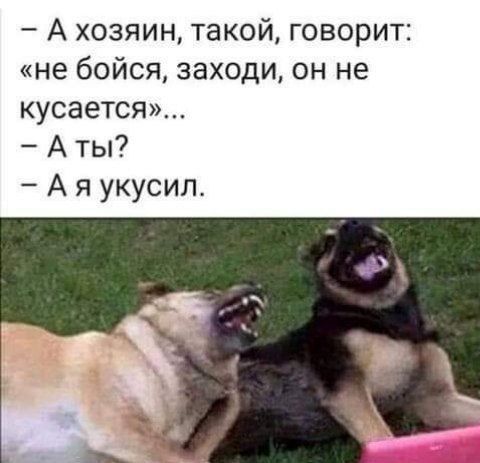 - А хозяин, такой, говорит: «не бойся, заходи, он не кусается»...
- А ты?
- А я укусил.
