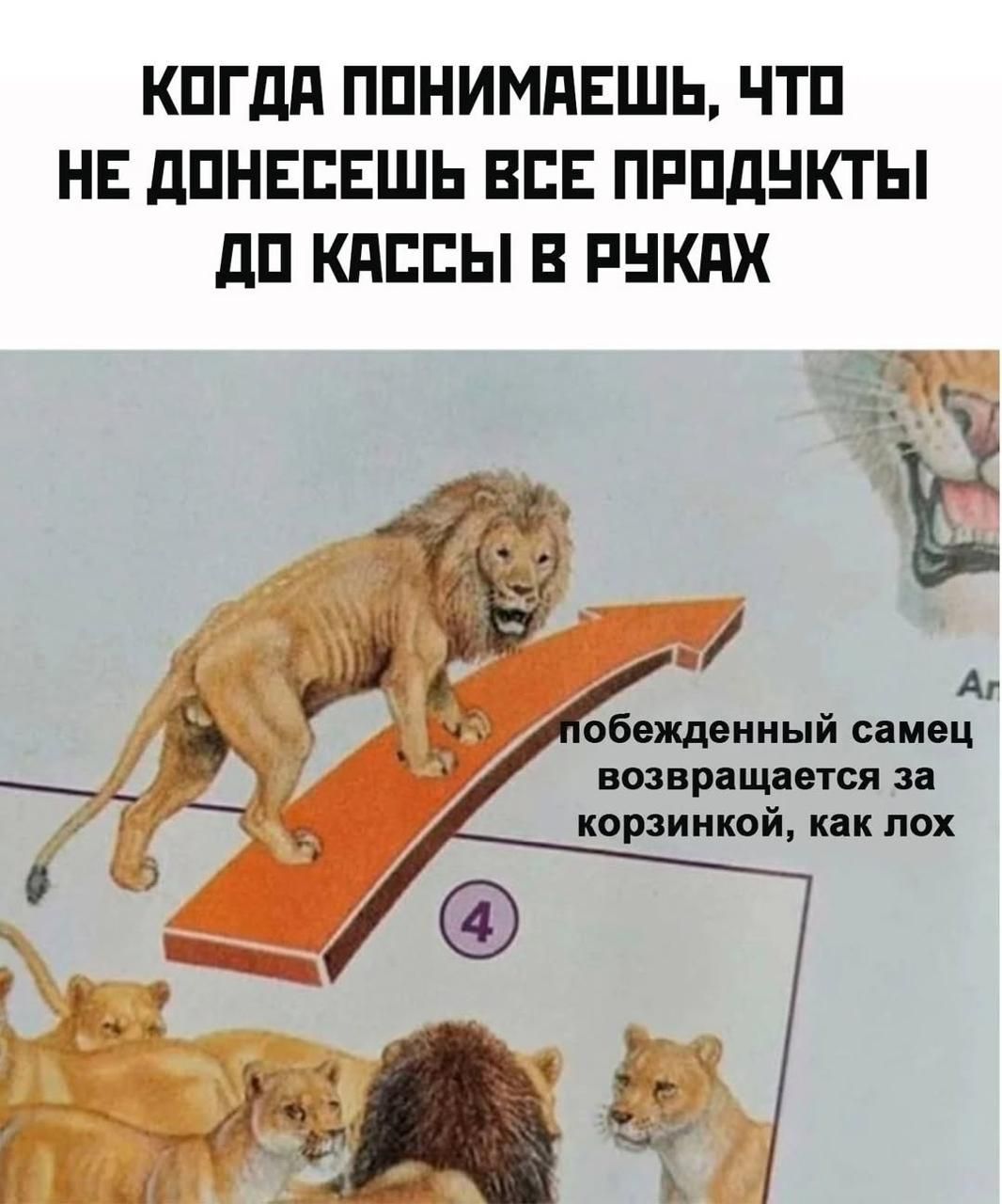 КОГДА ПОНИМАЕШЬ, ЧТО НЕ ДОНЕСЕШЬ ВСЕ ПРОДУКТЫ ДО КАССЫ В РУКАХ

побеждённый самец возвращается за корзинкой, как лох