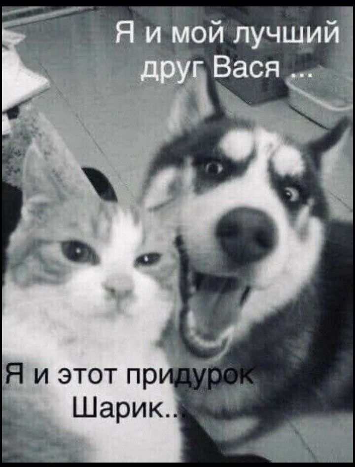 Я и мой лучший друг Вася ...\nЯ и этот придурок Шарик..
