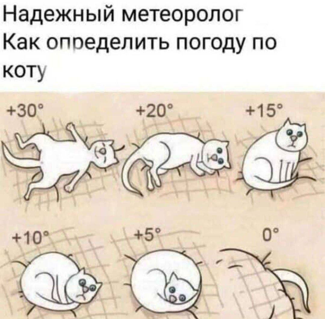 Надежный метеоролог Как определить погоду по коту
+30° +20° +15° +10° +5° 0°