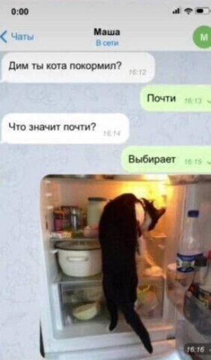 Дим ты кота покормил?
Почти
Что значит почти?
Выбирает
