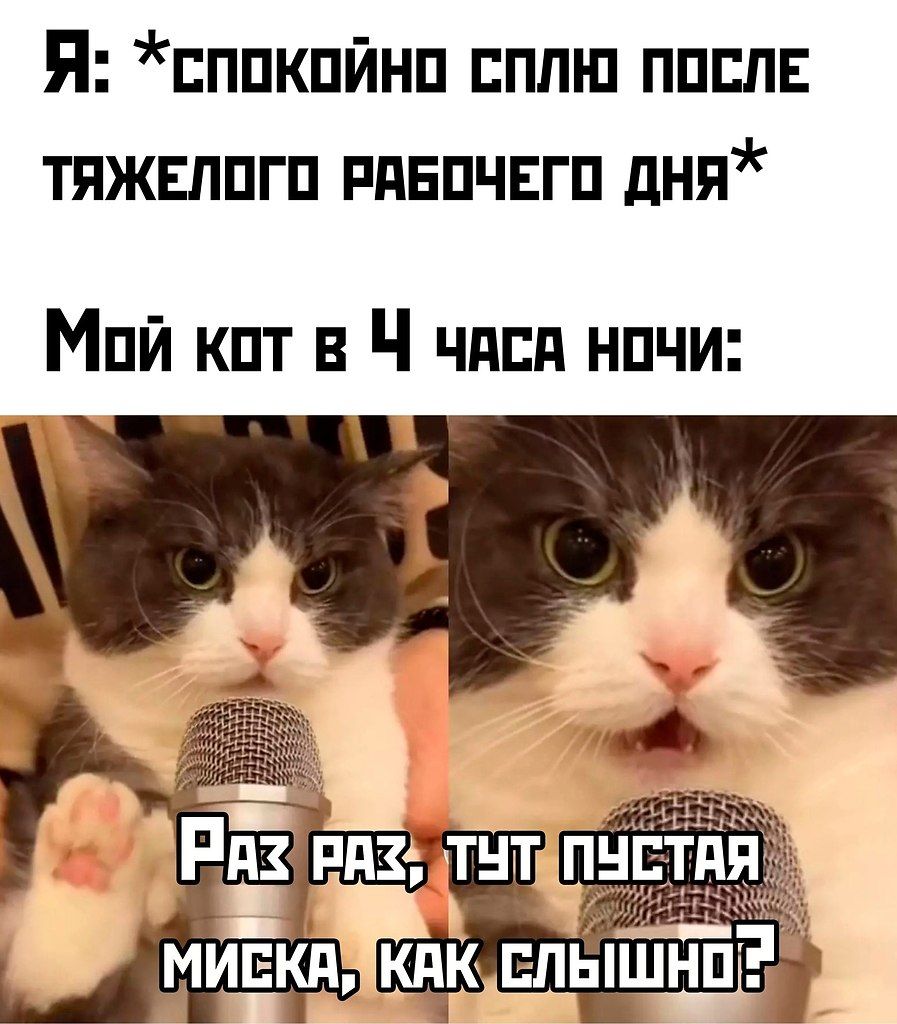 Я: *спокойно сплю после тяжелого рабочего дня*
Мой кот в 4 часа ночи:
Раз раз, тут пустая миска, как слышно?
