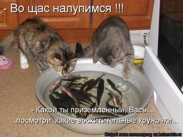 Во щас налупимся !!!
- Какой ты приземлённый, Вась...
..посмотри, какие восхитительные кружочки...