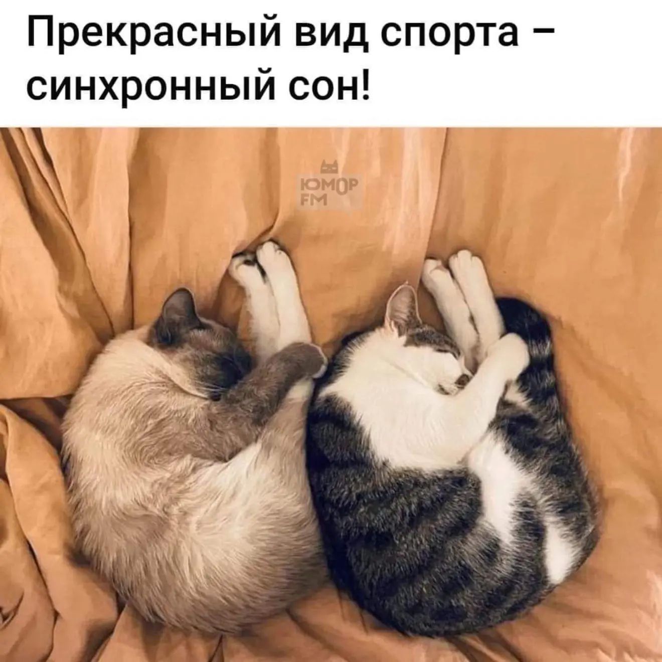 Прекрасный вид спорта – синхронный сон!