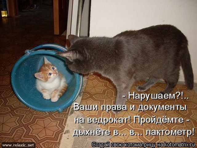 - Нарушаем?!... Ваши права и документы на ведрокат! Пройдёте - дышните в... в... лактометр!