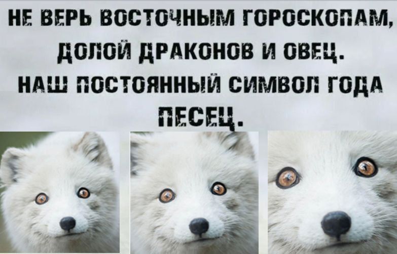 НЕ ВЕРЬ ВОСТОЧНЫМ ГОРОСКОПАМ,
ДОЙ ДОЙ ДРАКОНОВ И ОВЕЦ,
НАШ ПОСТЯЯННЫЙ СИМВОЛ ГОДА
ПЕСЕЦ.