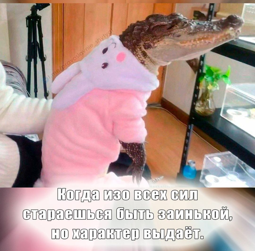 Когда изо всех сил стараешься быть заинькой, но характер выдаёт.