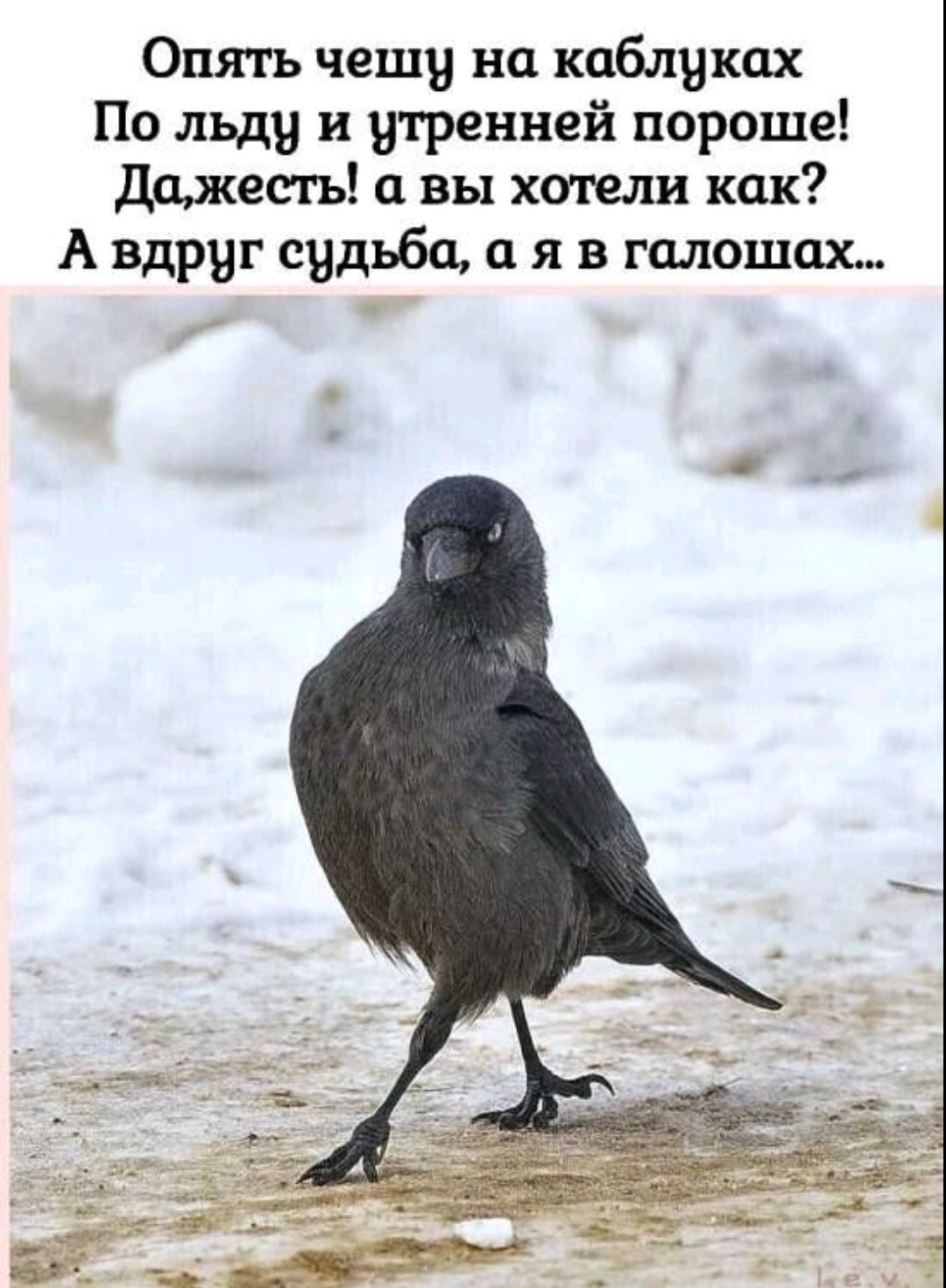 Опять чеши на каблуках
По льду и утренней пороже! Да, жесть! а вы хотели как?
А вдруг судьба, а я в галошах...