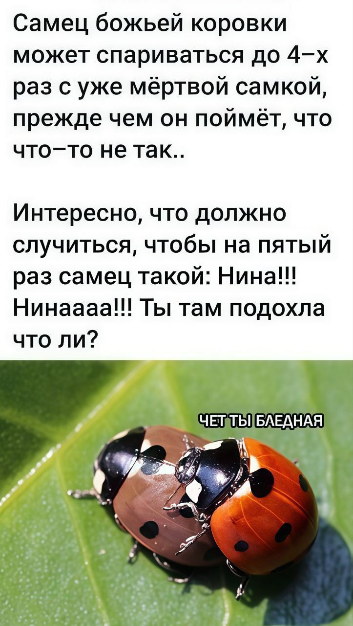 Самец Божьей коровки может спариваться до 4-х раз с уже мёртвой самкой, прежде чем он поймёт, что что-то не так..

Интересно, что должно случиться, чтобы на пятый раз самец такой: Нина!!! Нинааа!!! Ты там подохла что ли?