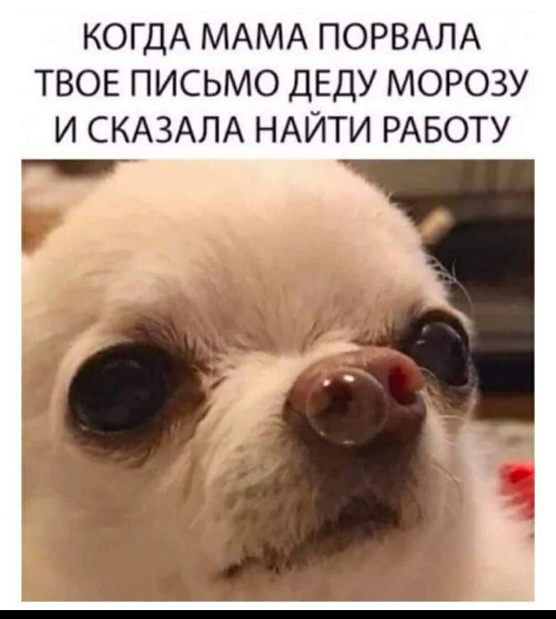 КОГДА МАМА ПОРВАЛА ТВОЕ ПИСЬМО ДЕДУ МОРОЗУ И СКАЗАЛА НАЙТИ РАБОТУ