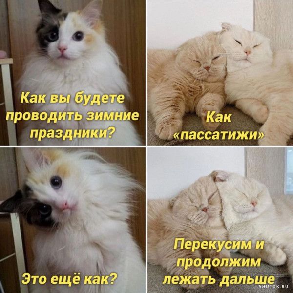 Как вы будете проводить зимние праздники?
Как «пассатижи»
Это ещё как?
Перекусим и продолжим лежать дальше