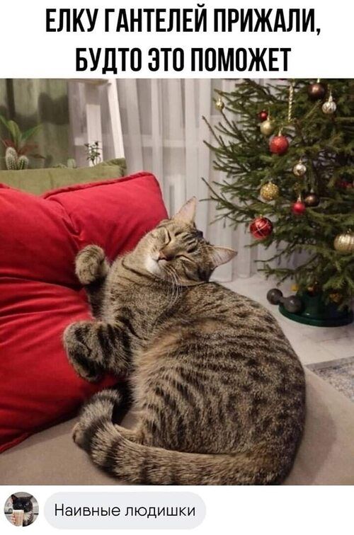ЕЛКУ ГАНТЕЛЕЙ ПРИЖАЛИ, БУДТО ЭТО ПОМОЖЕТ
Наивные лю́дишки