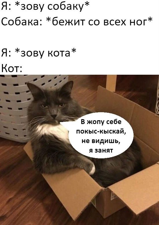 Я: *зову собаку*
Собака: *бежит со всех ног*

Я: *зову кота*
Кот: В жопу себе покыс-кай, не видишь, я занят