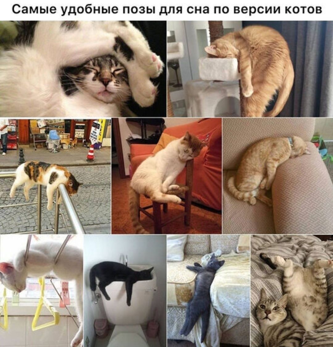 Самые удобные позы для сна по версии котов