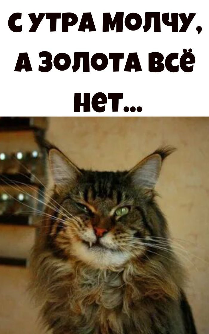СУТРА МОЛЧУ, А ЗОЛОТА ВСЁ НЕТ...