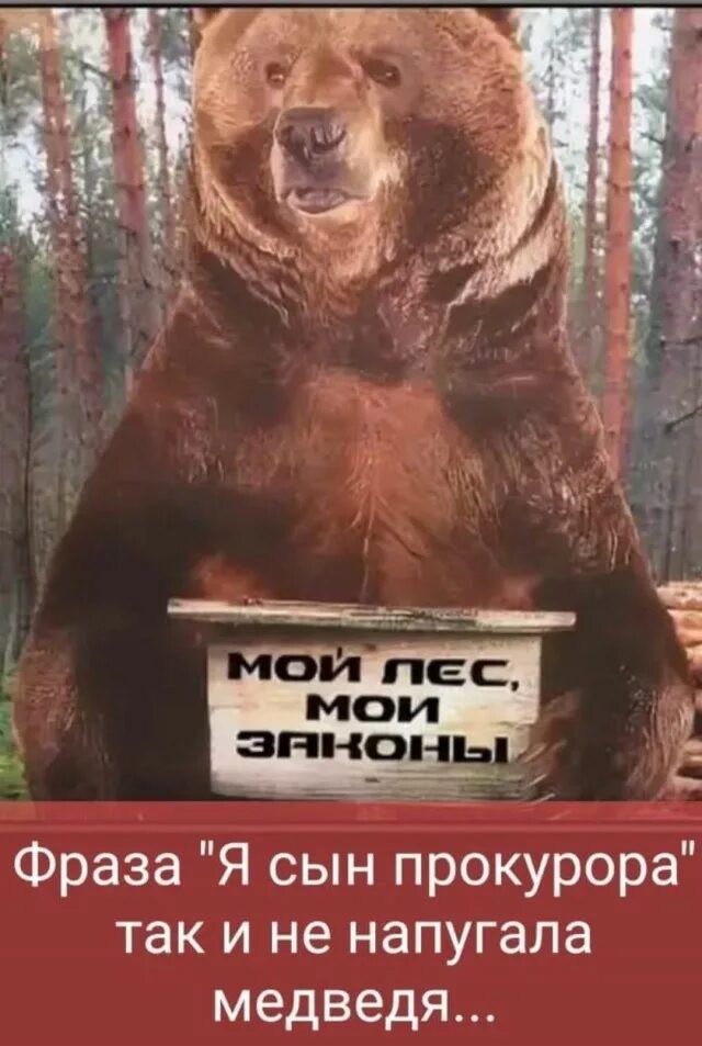 МОЙ ЛЕС, МОИ ЗАКОНЫ
Фраза 