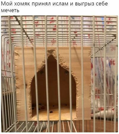 Мой хомяк принял ислам и выигрыз себе мечеть