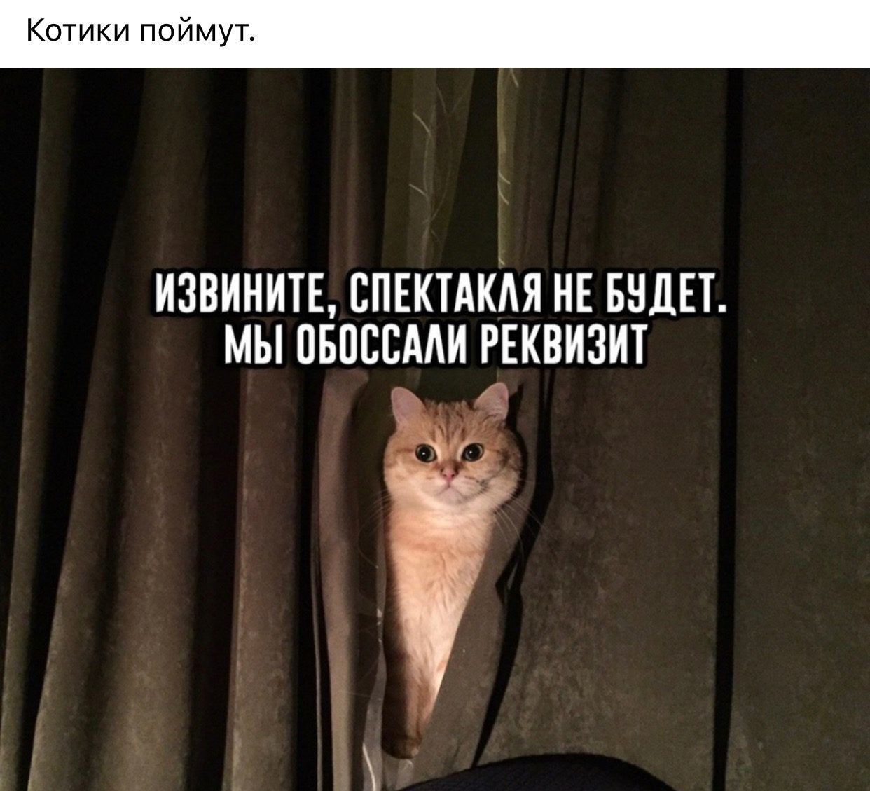 Котики поймут.
ИЗВИНИТЕ, СПЕКТАКЛЯ НЕ БУДЕТ. МЫ ОБОССАЛИ РЕКВИЗИТ