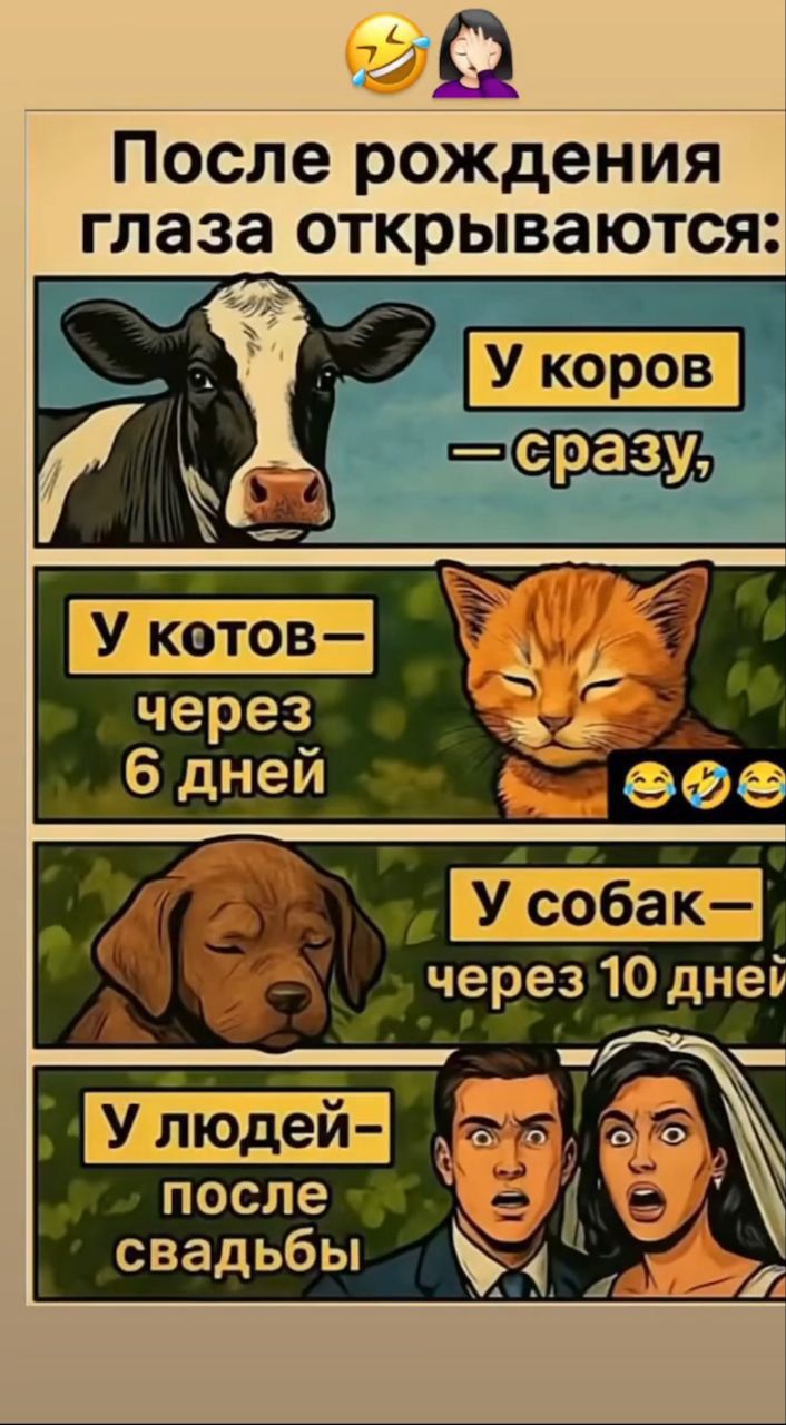После рождения глаза открываются:
У коров — сразу,
У котов — через 6 дней,
У собак — через 10 дней,
У людей — после свадьбы