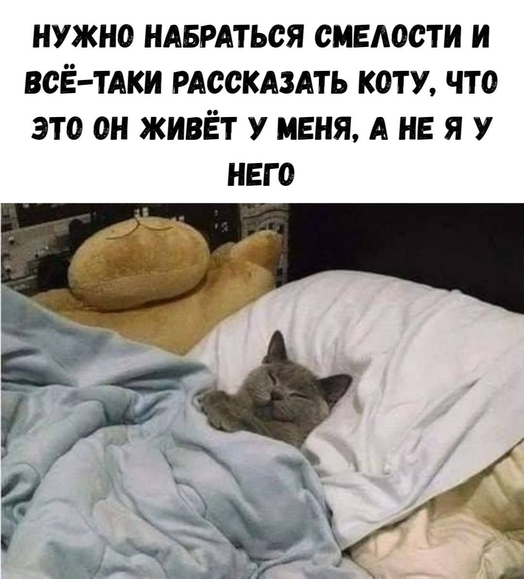 НУЖНО НАБРАТЬСЯ СМЕЛОСТИ И ВСЁ-ТАКИ РАССКАЗАТЬ КОТУ, ЧТО ЭТО ОН ЖИВЁТ У МЕНЯ, А НЕ Я У НЕГО