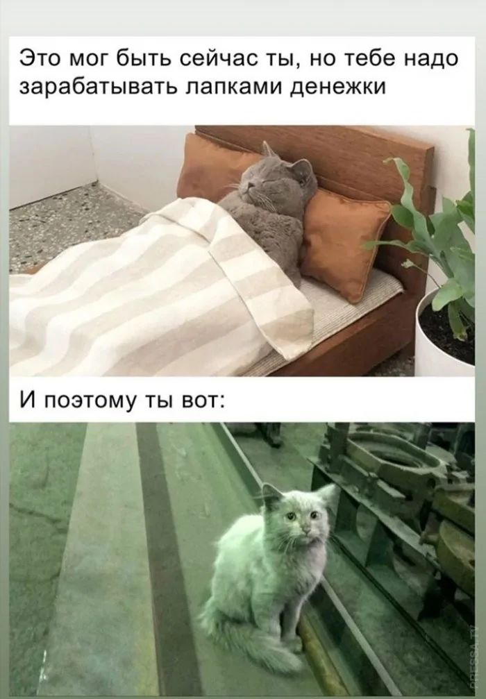 Это мог быть сейчас ты, но тебе надо зарабатывать лапками денежки
И поэтому ты вот: