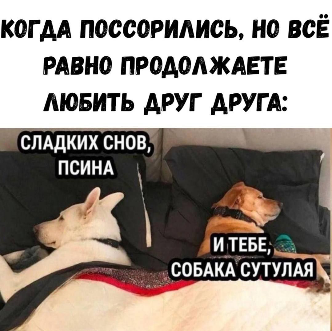 КОГДА ПОССОРИЛИСЬ, НО ВСЁ РАВНО ПРОДОЛЖАЕТЕ ЛЮБИТЬ ДРУГ ДРУГА: 
СЛАДКИХ СНОВ, ПСИНА 
И ТЕБЕ, СОБАКА СУТУЛЯЯ