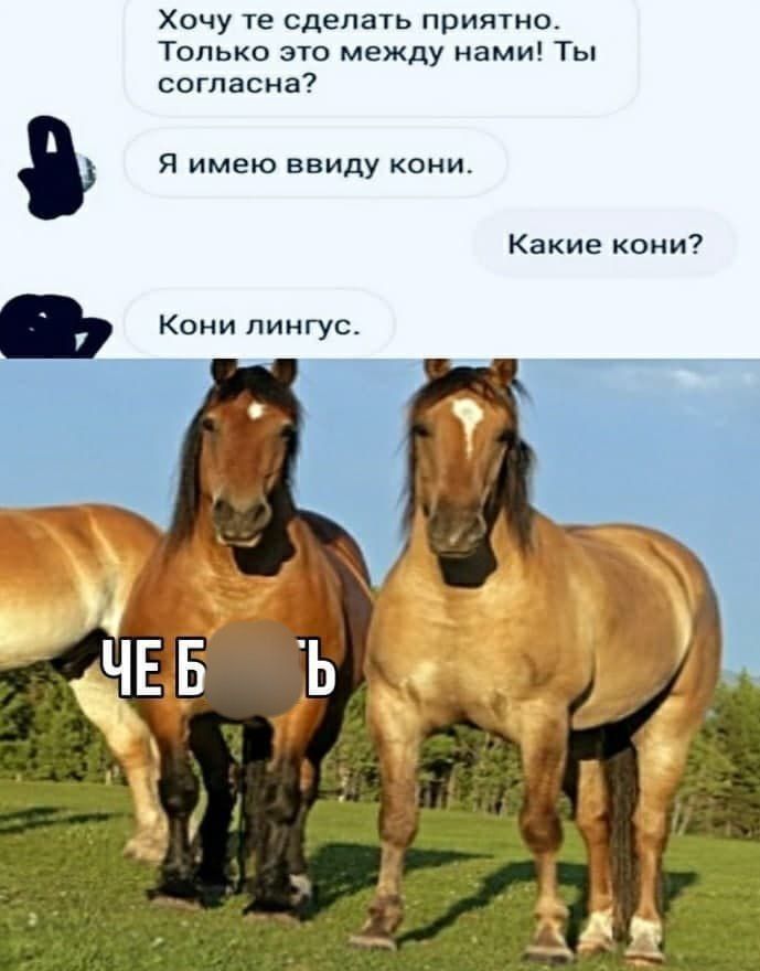 Хочу те сделать приятно. Только это между нами! Ты согласна? Я имею ввиду кони. Какие кони? Кони линус.