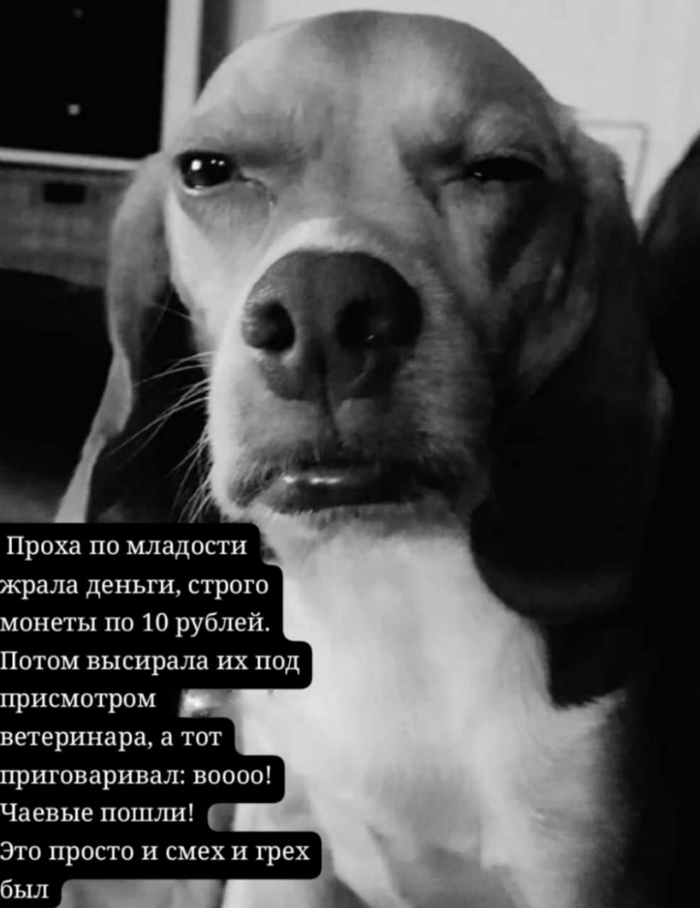 Проха по молодости жрала деньги, строго монеты по 10 рублей. Потом высирала их под присмотром ветеринаря, а тот приговаривал:booоо! Чаевые пошли! Это просто и смех и грех был