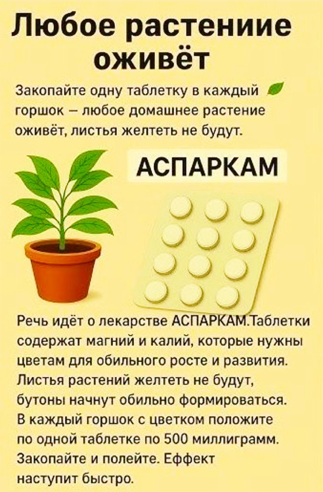 Любое растение оживёт
Закопайте одну таблетку в каждый горшок – любое домашнее растение оживёт, листья желтеть не будут.
АСПАРКАМ
Речь идёт о лекарстве АСПАРКАМ. Таблетки содержат магний и калий, которые нужны цветам для обильного роста и развития.
Листья растений желтеть не будут, бутоны начнут обильно формироваться.
В каждый горшок с цветком поло