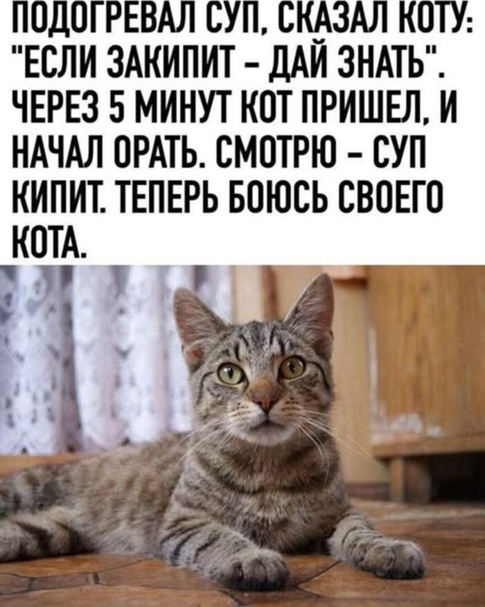 ПОДОГРЕВАЛ СУП, СКАЗАЛ КОТУ: «ЕСЛИ ЗАКИПИТ – ДАЙ ЗНАТЬ». ЧЕРЕЗ 5 МИНУТ КОТ ПРИШЕЛ, И НАЧАЛ ОРАТЬ. СМОТРЮ — СУП КИПИТ. ТЕПЕРЬ БОЮСЬ СВОЕГО КОТА.
