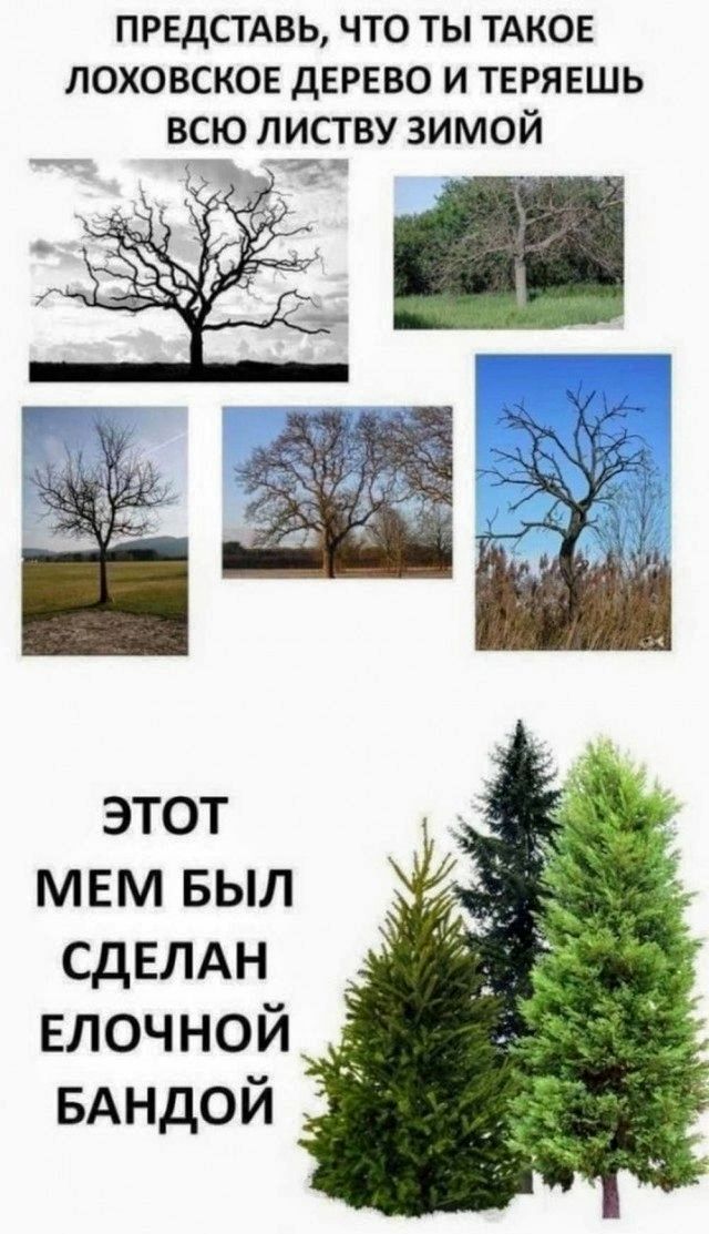 ПРЕДСТАВЬ, ЧТО ТЫ ТАКОЕ ЛОХОВСКОЕ ДЕРЕВО И ТЕРЯЕШЬ ВСЮ ЛИСТВУ ЗИМОЙ

ЭТОТ МЕМ БЫЛ СДЕЛАН ЕЛОЧНОЙ БАНДОЙ