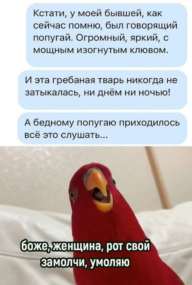 Кстати, у моей бывшей, как сейчас помню, был говорящий попугай. Огромный, яркий, с мощным изгнутым клювом.

И эта гребаная тварь никогда не затыкалась, ни днём ни ночью!

А бедному попугаю приходилось всё это слушать...

боже, женщина, рот свой замоли, умоляю