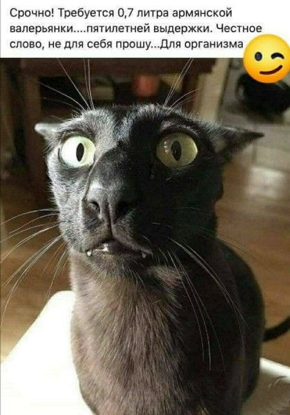 Срочно! Требуется 0,7 литра армянской валерьянки.....пятилетней выдержки. Честное слово, не для себя прошу...Для организма