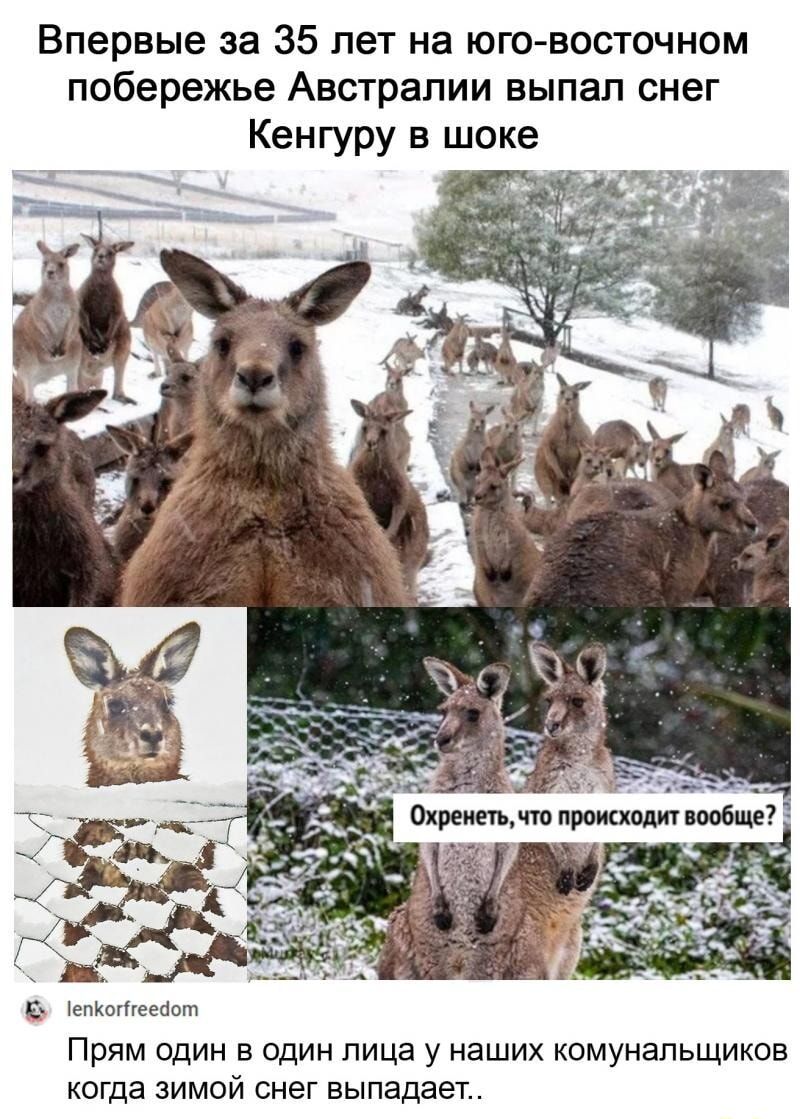 Впервые за 35 лет на юго-восточном побережье Австралии выпал снег кенгуру в шоке

Охренеть, что происходит вообще?

Прям один в один лица у наших коммунальщиков когда зимой снег выпадает..