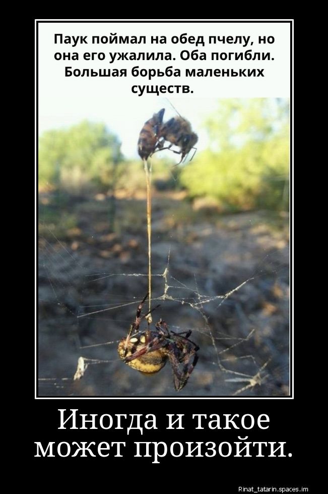 Паук поймал на обед пчелу, но она его ужалила. Оба погибли. Большая борьба маленьких существ.
Иногда и такое может произойти.