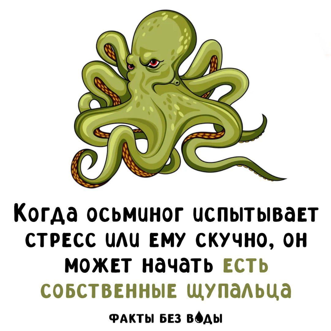 Когда осьминог испытывает стресс или ему скучно, он может начать есть собственные щупальца
ФАКТЫ БЕЗ ВОДЫ