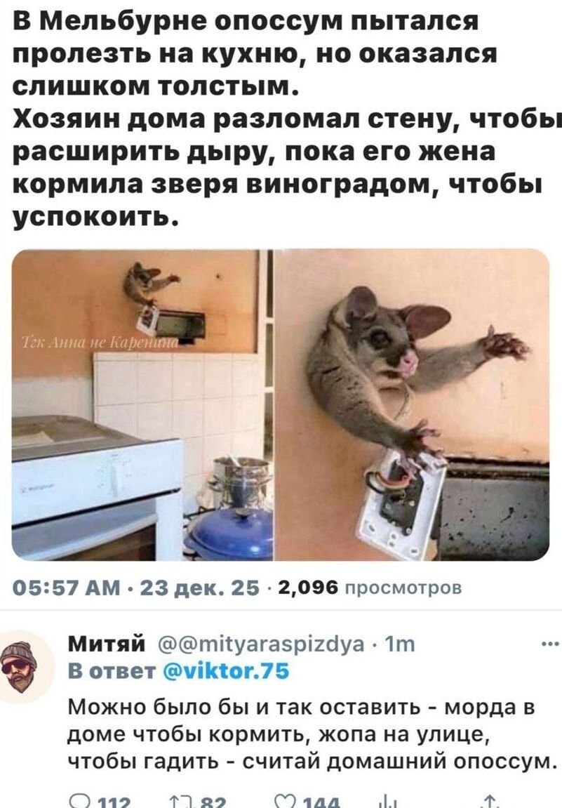 В Мельбурне опоссум пытался пролезть на кухню, но оказался слишком толстым. Хозяин дома разломал стену, чтобы расширить дыру, пока его жена кормила зверя виноградом, чтобы успокоить. 

05:57 AM · 23 dec. 25 · 2,096 просмотров

Митай @mityaras pidzya · 1m В ответ @viktor.75 Можно было бы и так оставить - морда в доме чтобы кормить, жопа на улице, чт