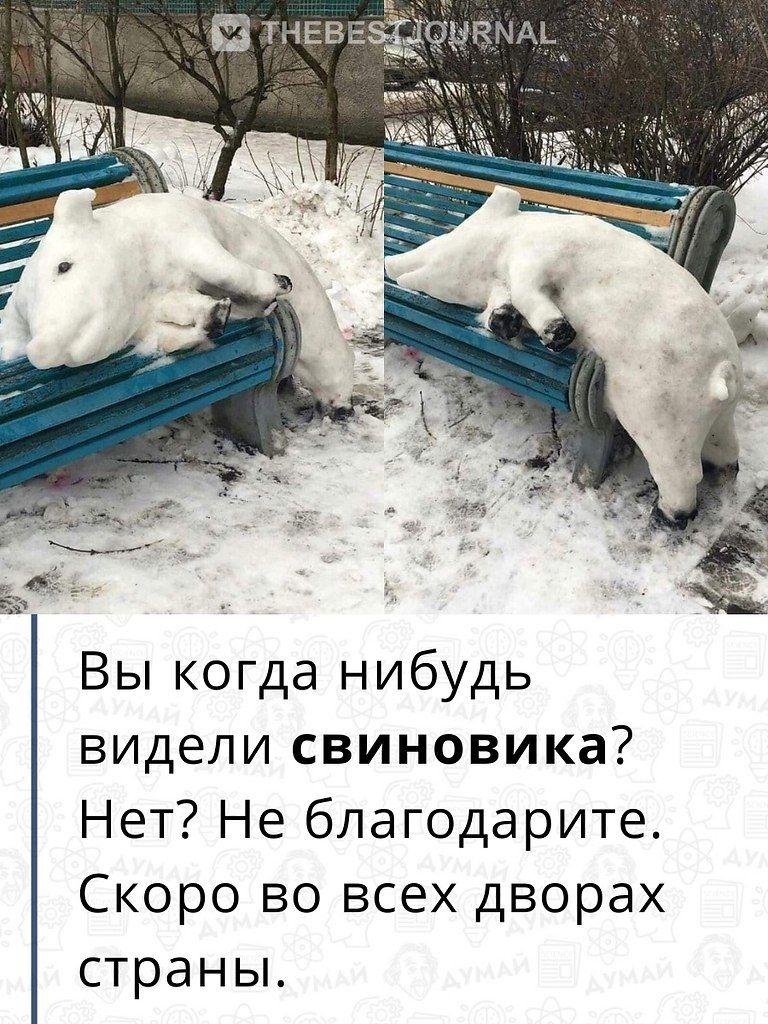 Вы когда нибудь видели свиновика? Нет? Не благодарите. Скоро во всех дворах страны.