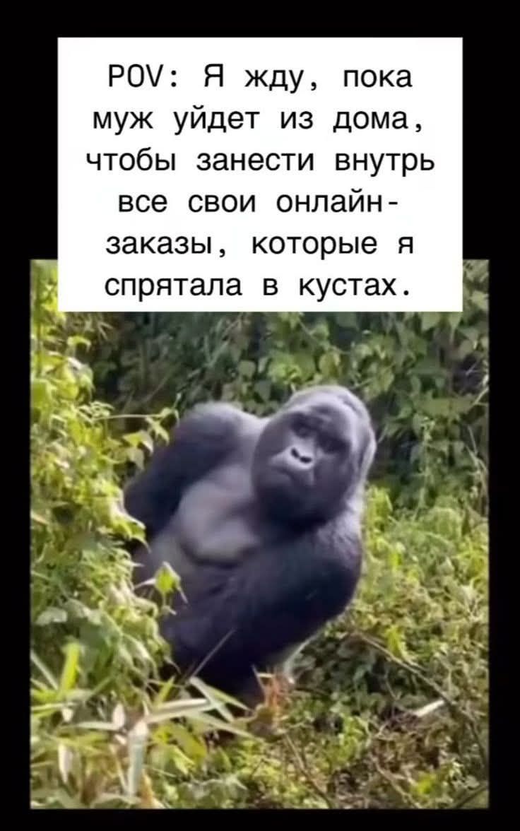 POV: Я жду, пока муж уйдет из дома, чтобы занести внутрь все свои онлайн-закупы, которые я спрятала в кустах.