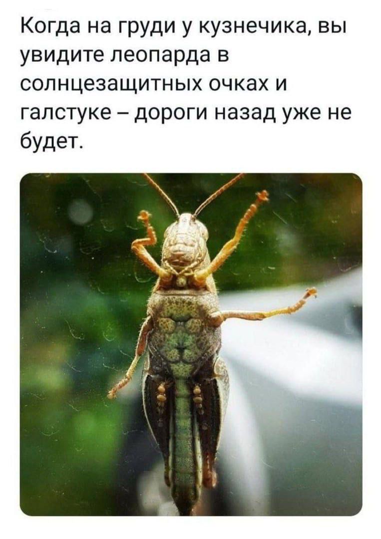 Когда на груди у кузнечика вы увидите леопарда в солнцезащитных очках и галстуке – дороги назад уже не будет.