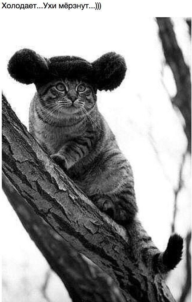 Холодает...Ухи мёрзнут...)))