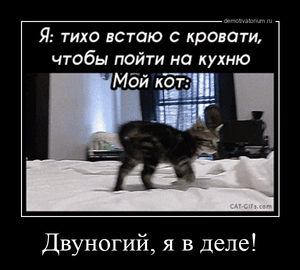 Я: тихо встаю с кровати, чтобы пойти на кухню
Мой кот:
Двуногий, я в деле!