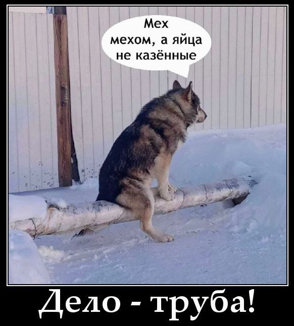 Мех мехом, а яйца не казённые\nДело - труба!