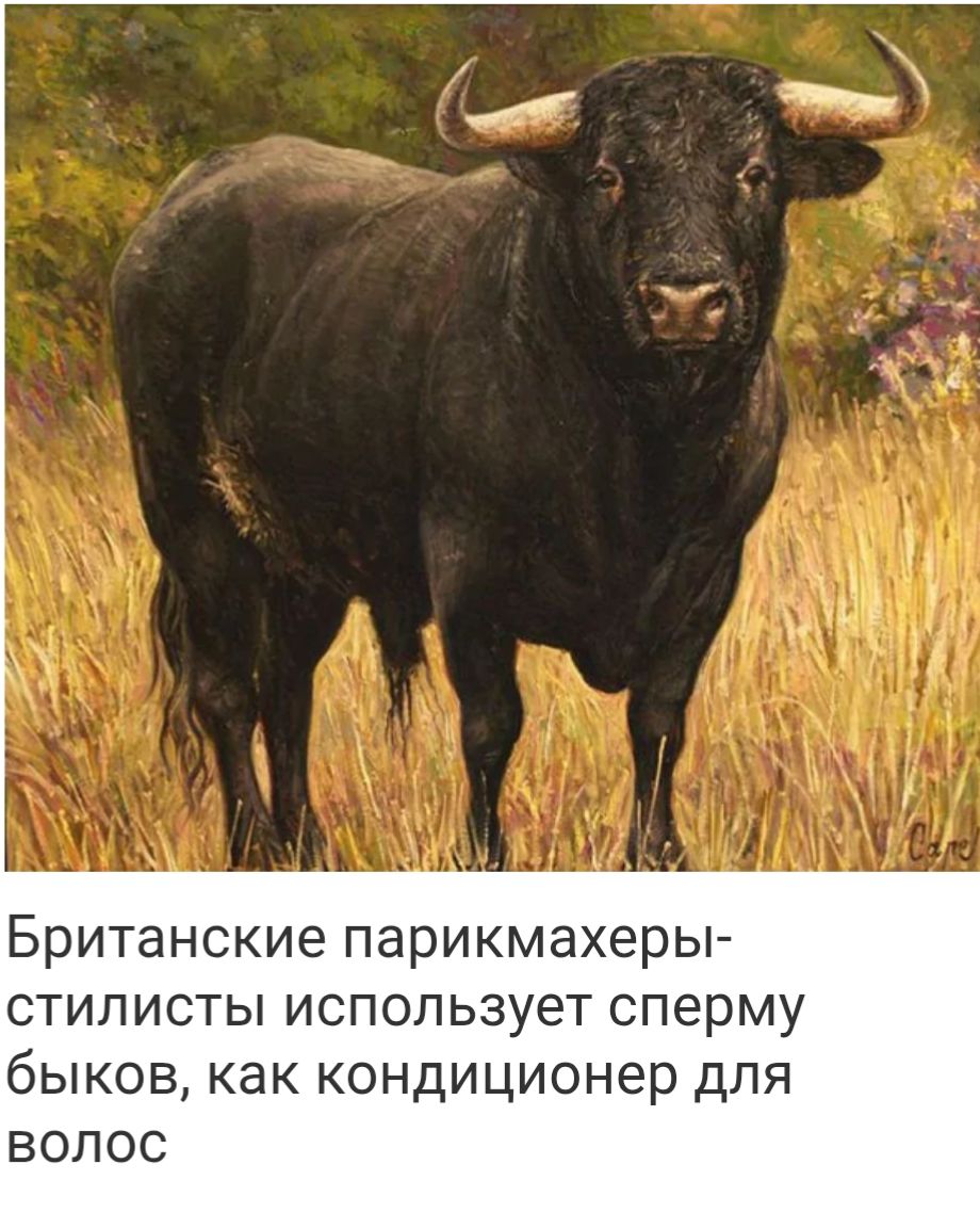 Британские парикмахеры- стилисты используют сперму быков, как кондиционер для волос