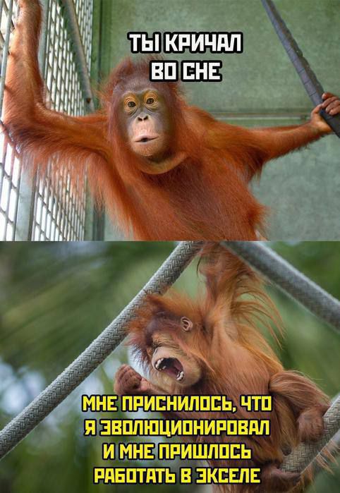 ТЫ КРИЧАЛ ВО СНЕ
МНЕ ПРИСНИЛОСЬ, ЧТО Я ЭВОЛЮЦИОНИРОВАЛ И МНЕ ПРИШЛОСЬ РАБОТАТЬ В ЭКСЕЛЕ