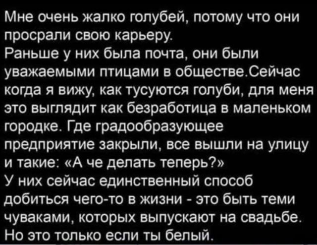 Мне очень жалко голубей, потому что они просрали свою карьеру. Раньше у них была почта, они были уважаемыми птицами в обществе. Сейчас, когда я вижу, как тусуются голуби, для меня это выглядит как безработица в маленьком городке. Где градообразующее предприятие закрыли, все вышли на улицу и такие: «А что делать теперь?» У них сейчас единственный сп