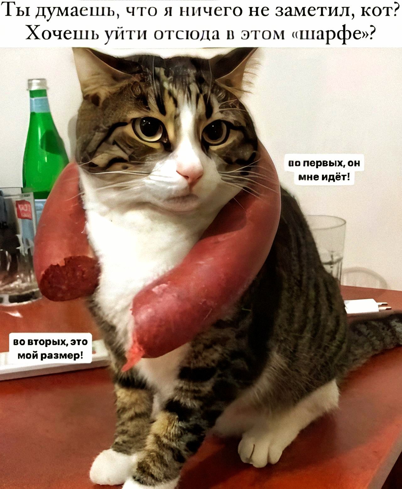 Ты думаешь, что я ничего не заметил, кот? Хочешь уйти отсюда в этом «шарфе»?
во вторых, это мой размер!
по первым, он мне идёт!